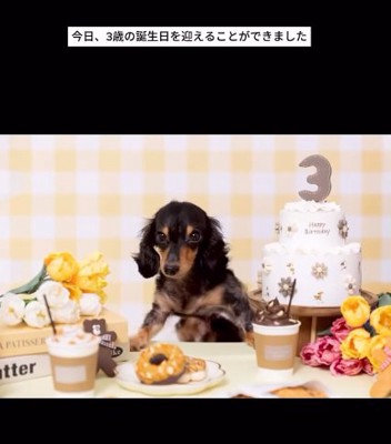 3歳になったテトくん