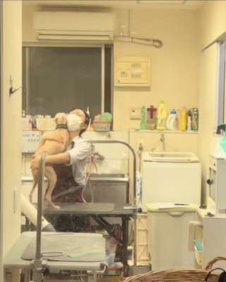 お姉さんに飛びかかるイタグレ