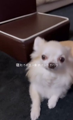 寝起きのありすちゃん