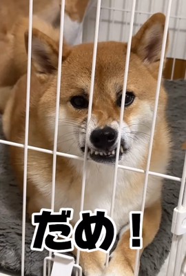 抗議を続ける柴犬