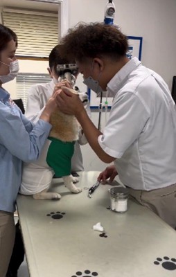 獣医師さんが…