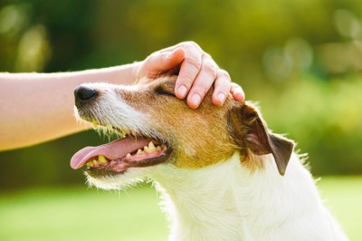 撫でられる犬