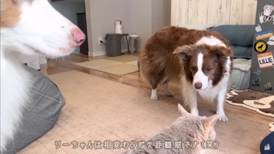 リーリエちゃんは慎重派