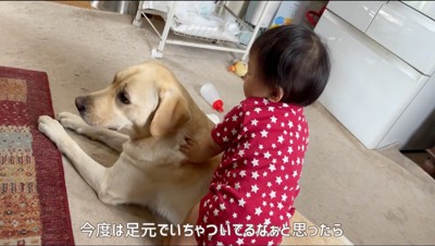 犬の背中に乗ろうとする赤ちゃん