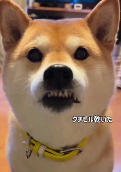 歯茎は出たまま…!