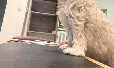 寂しがっていないかな?