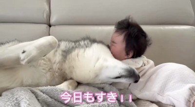 赤ちゃんに顔を寄せる犬