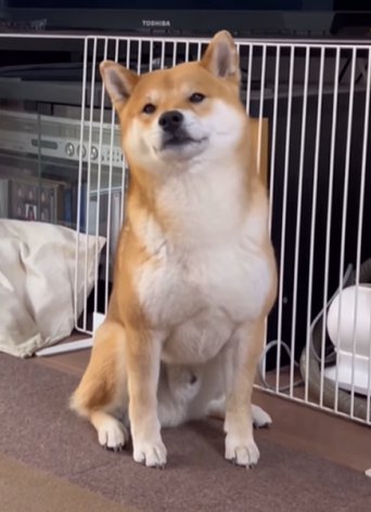 座る柴犬