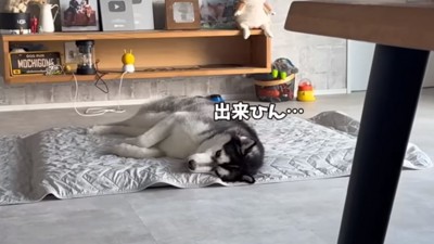 ヘソ天ができないおこめくん