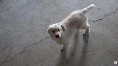 「寂しいよ…。私もそっちに行きたい！」