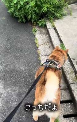 コンクリートを歩く柴犬