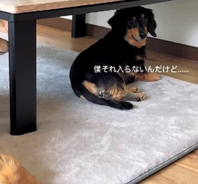 大きくて入れないハルちゃん