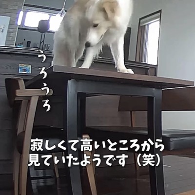 ライオンキング2