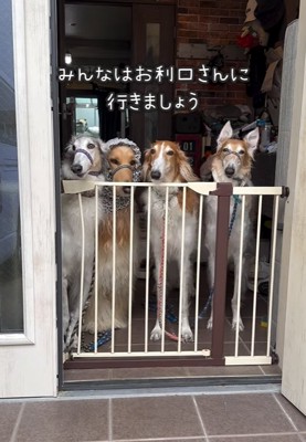 乗り越えた大型犬を見送る大型犬達