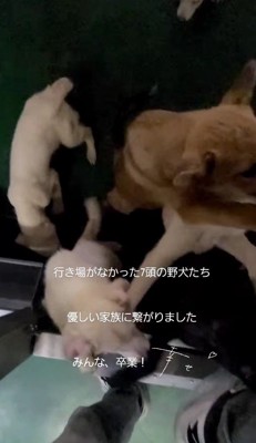 野犬も家族になれる