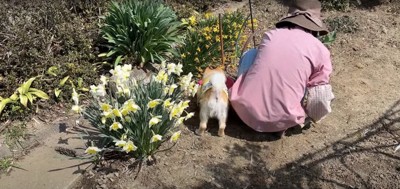 水仙の隣でしゃがみ込む飼い主母の左隣にいる犬の後ろ姿