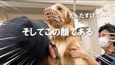 飼い主の腕に乗って形相を見せる犬