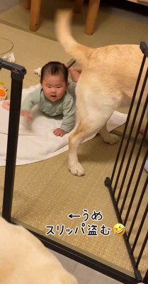 スリッパをくわえる犬を見つめる赤ちゃん