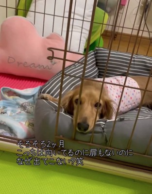 ケージの外へ出てこない犬