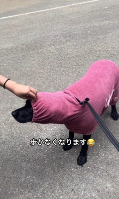 バスローブを着たベルちゃん5