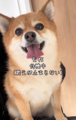 待合室で待つ犬