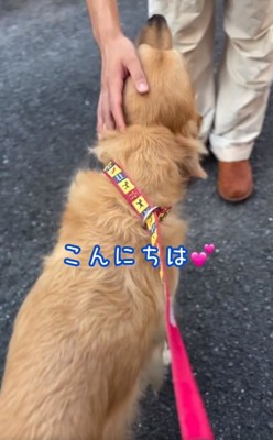 お兄さんに撫でられるゆずくん