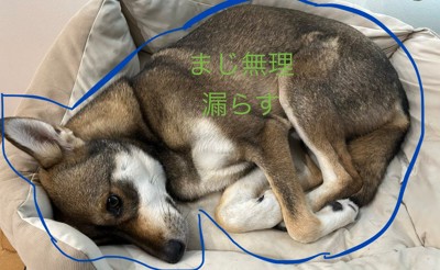 「まじで無理」