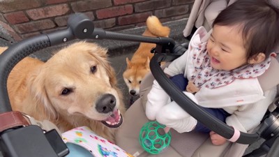 ゴールデンレトリバーのおからちゃん