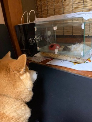 愛犬が見たがったのは…