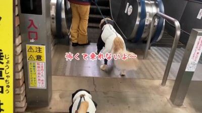 「これ乗れないかも…」