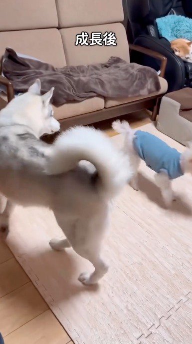 ソファから飛び降りたトイプードルを見つめるハスキー犬