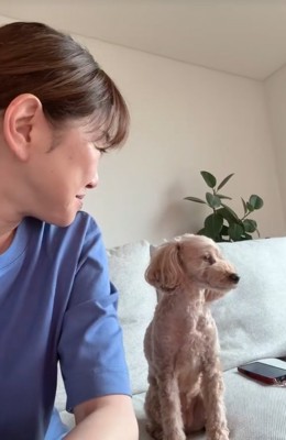 そっぽを向く小型犬