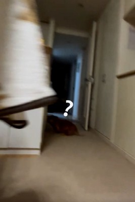 通せんぼする犬