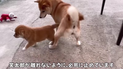 「あ！こら！」