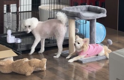 水を飲み終えた犬と待つ犬