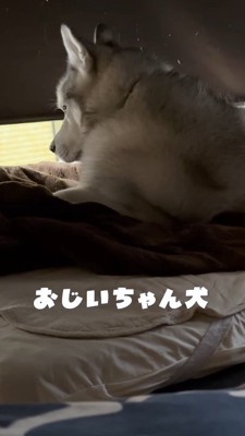 窓の隙間から外を覗くおじいちゃん犬