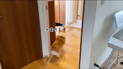 玄関に駆け寄る犬