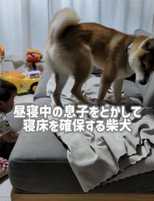 ソファから落ちる男の子