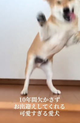 飛び上がる柴犬