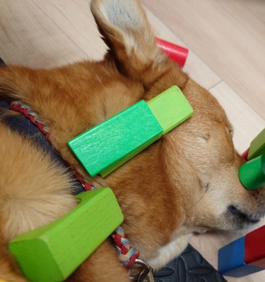 積み木を乗せられた風太くん2