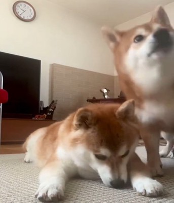 伏せる犬