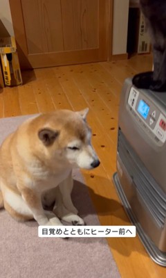 ヒーター前を陣取る茶々ちゃん4