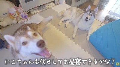 にこちゃん落ち着けるかな？