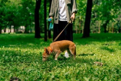 地面の匂いを嗅いでいる犬