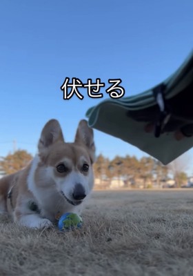 前を見据える犬