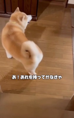ウロウロと歩き回る柴犬