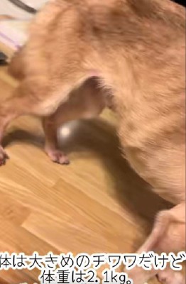 骨が浮き出るほどガリガリに…