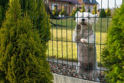 フェンスの外を見る犬
