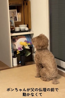 仏壇の前にじっと座る犬