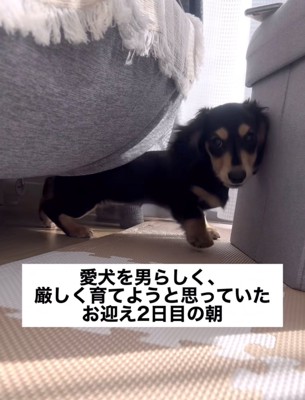 家具の隙間からこちらを見つめている犬